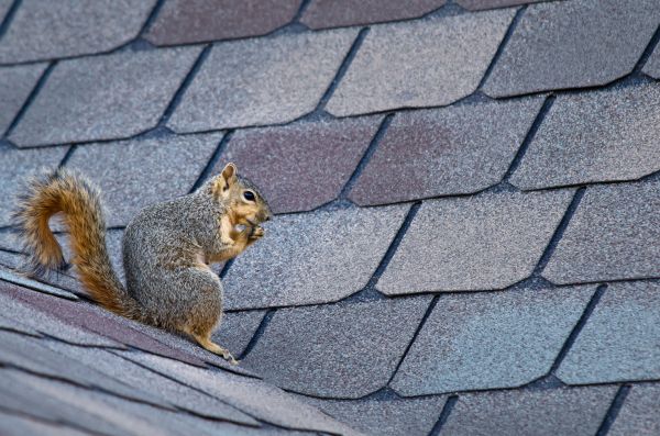 Wausau Wildlife Removal