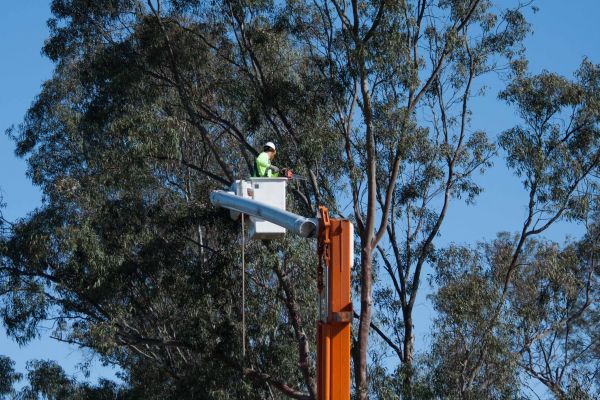 Wausau Tree Trimming