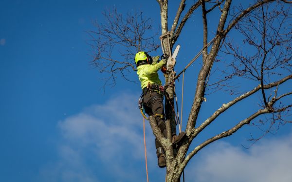 Wausau Tree Removal