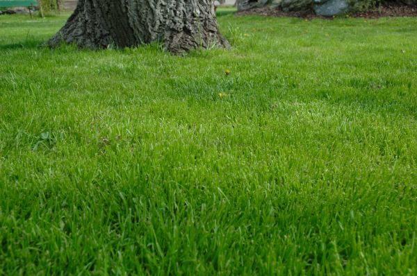 Wausau Lawn Treatment